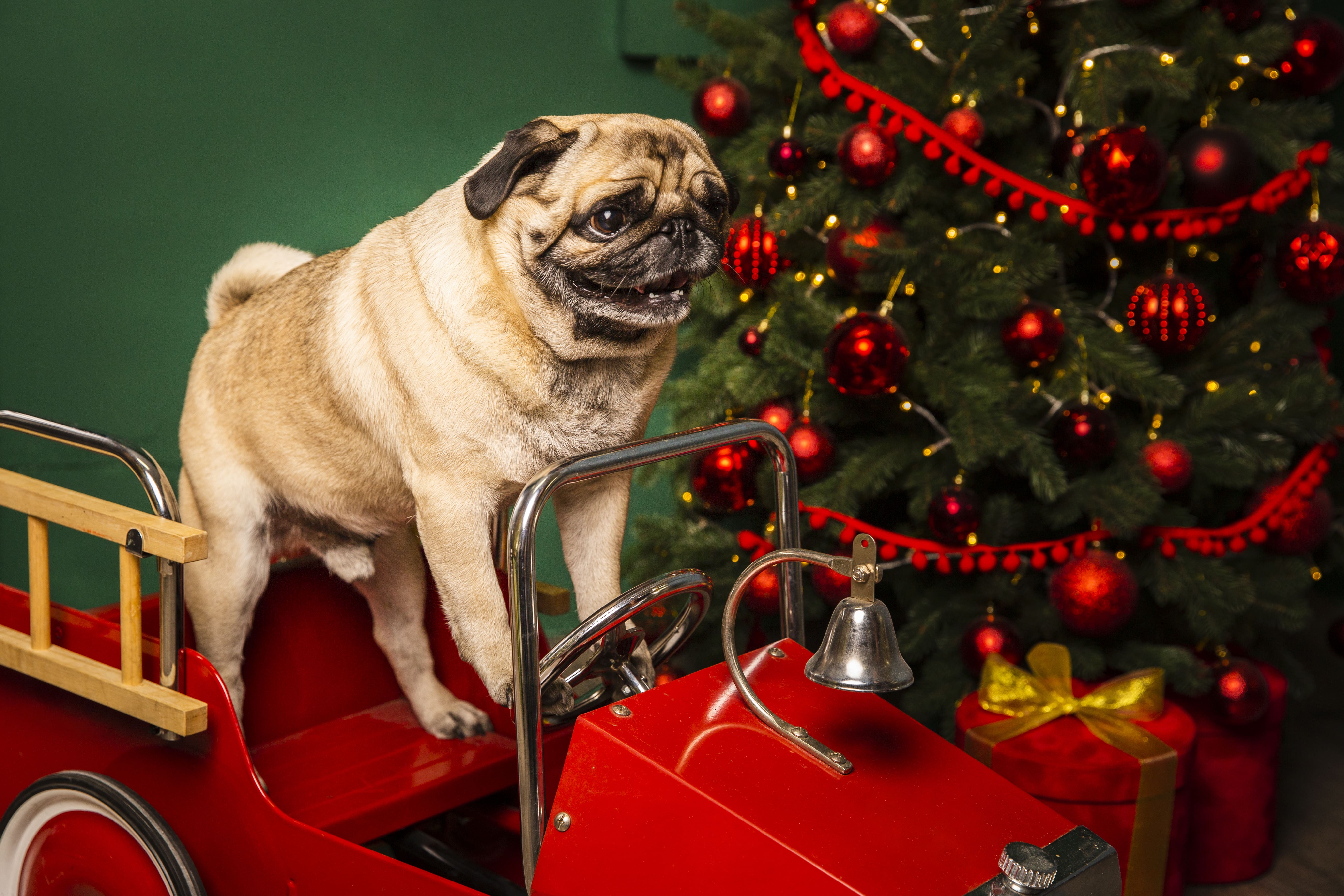 ¡Ideas de Regalos de Navidad para tu Perro!