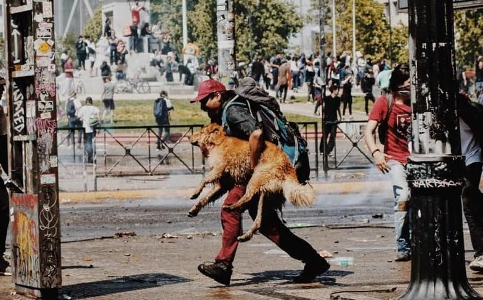 ¿Qué hacer con mi mascota en un estado de emergencia?