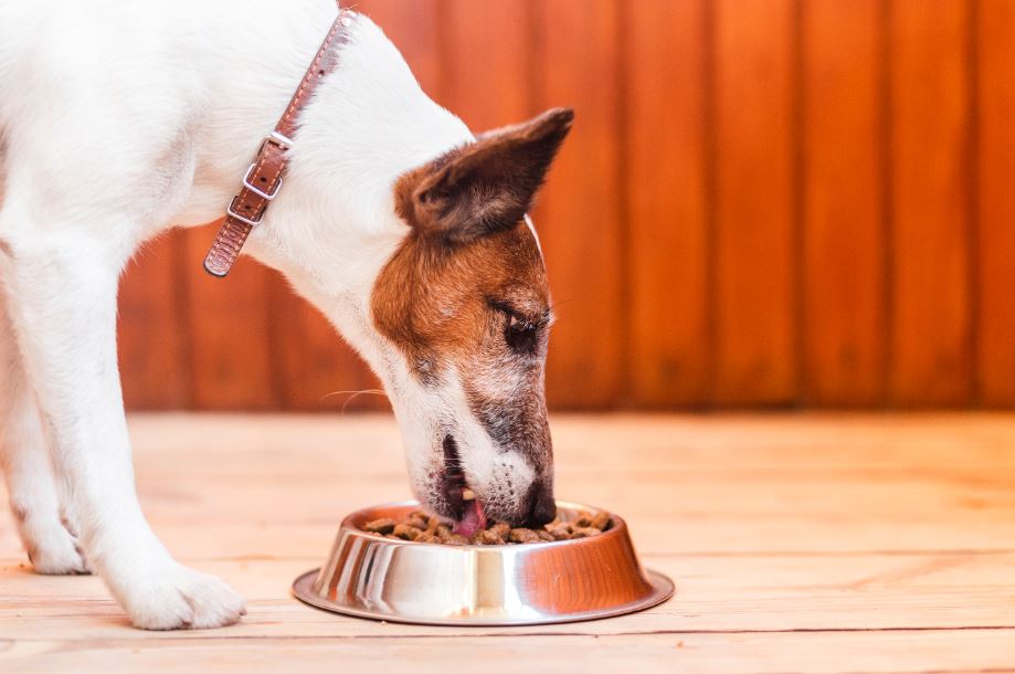 Obesidad en perros ¿Cómo ayudar a nuestros perros a vencer esta enfermedad?