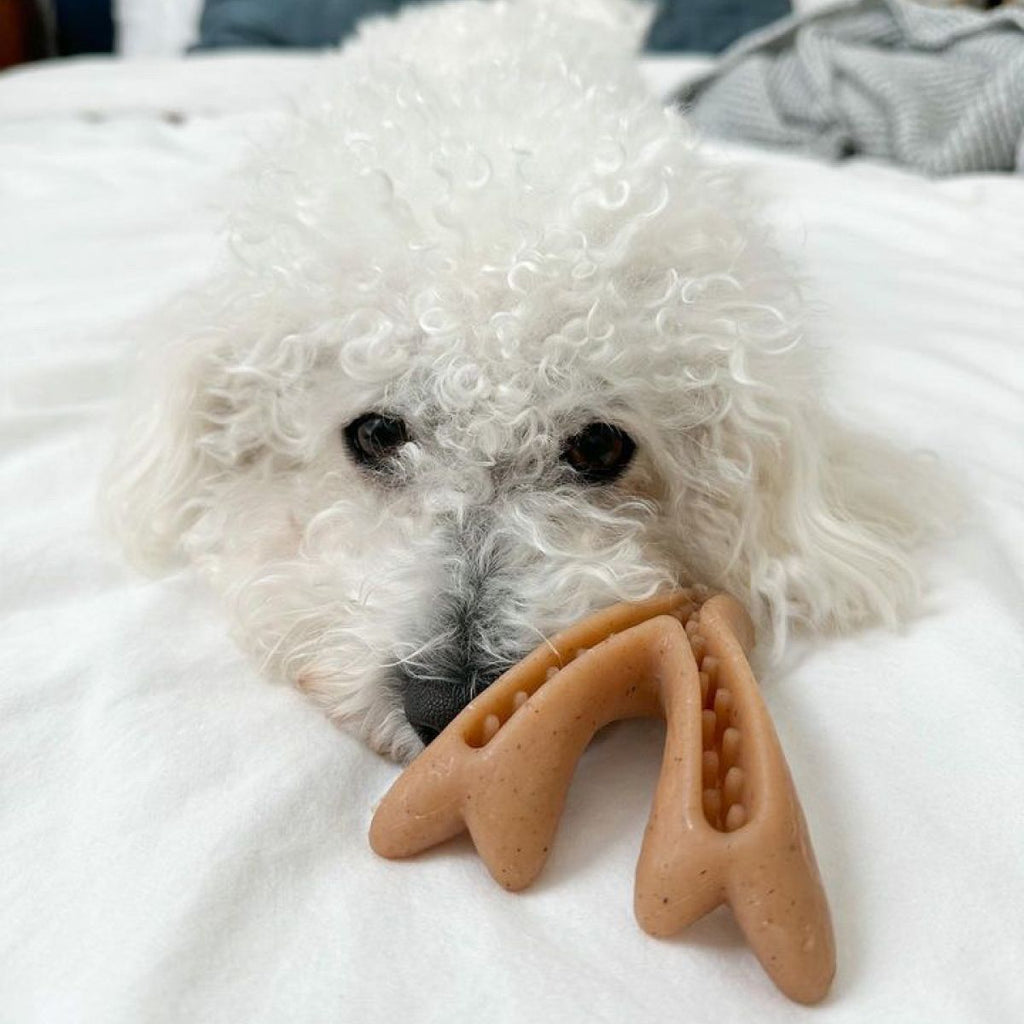 Cuerno Masticables y Rellenables