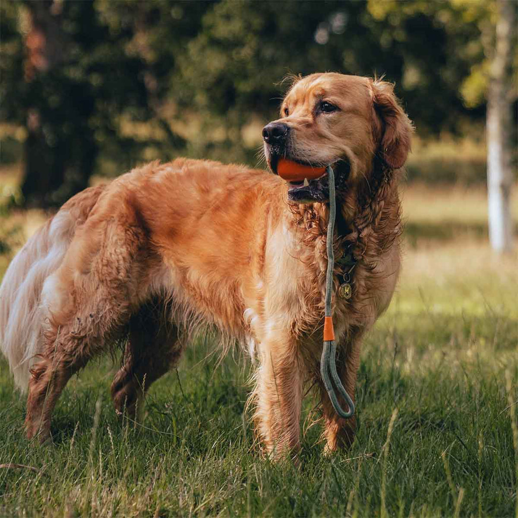 Pelota Lanzadora