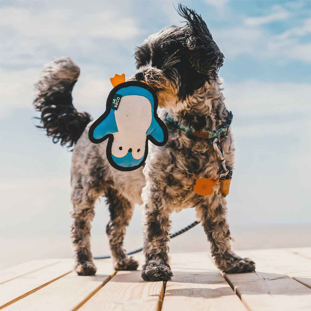 Pinguino (perros pequeños)