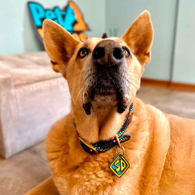 Placa Identificación Scooby