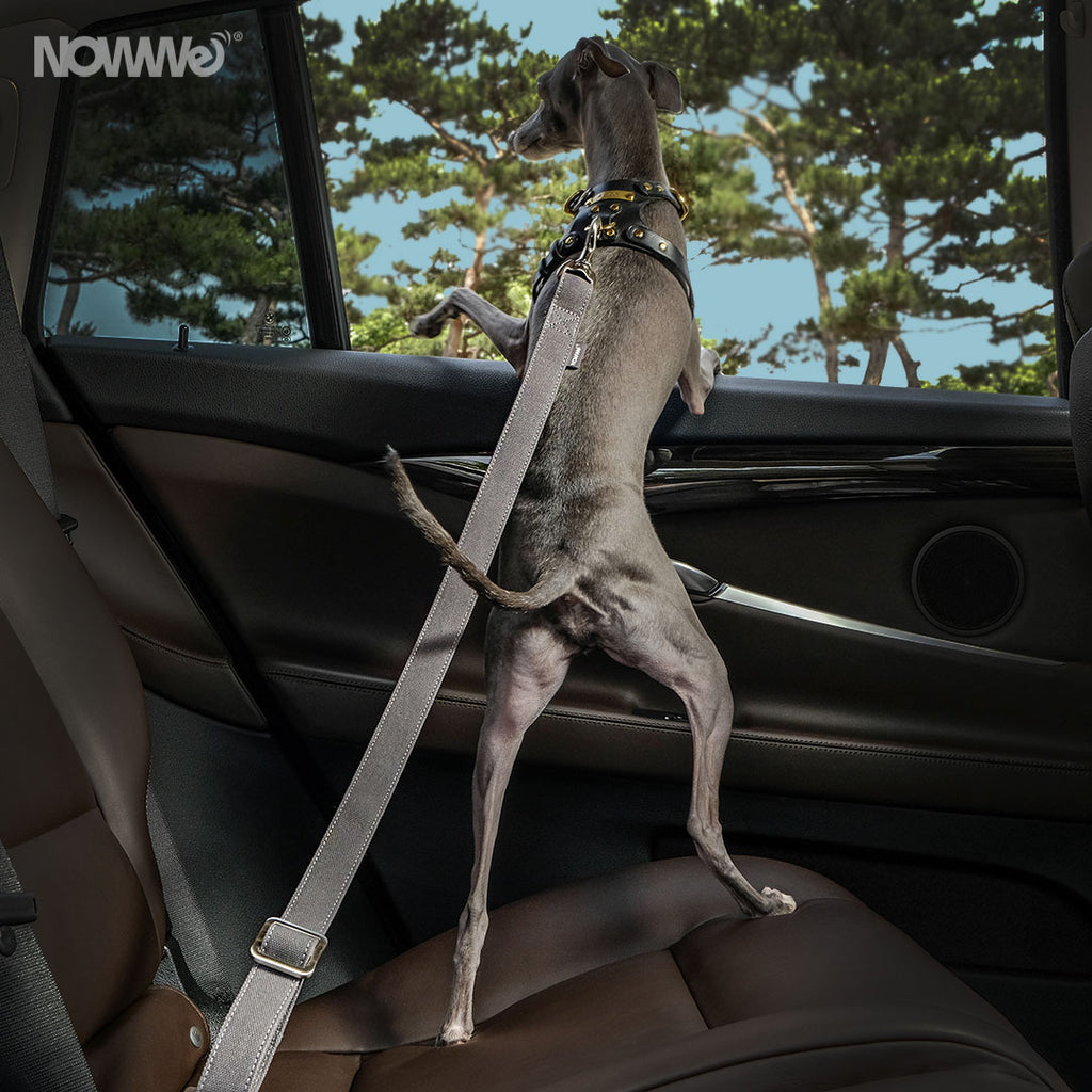 Cinturón de Seguridad Auto, Gris - Pet Vibes