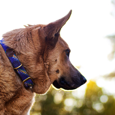 Collar Trenzado Purple Confetti - Pet Vibes